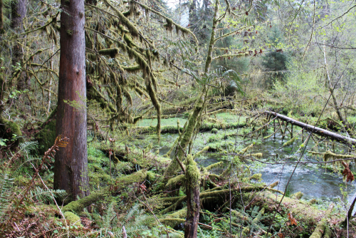 bright-witch: The Garden of Sun and Rain ◈ Pacific Northwest photography by Michelle N.W. ◈ ◈ Print 