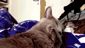 Facebook vs Tumblr Cat edition