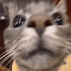 Snorkel - Cat Game