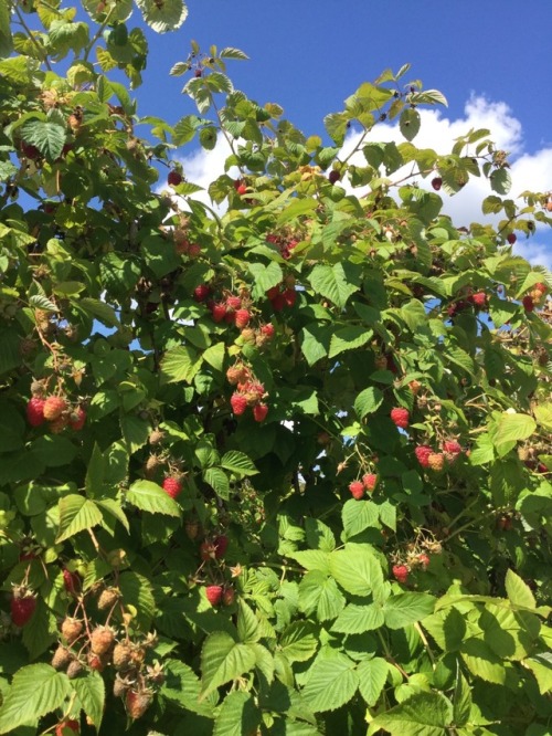 doddleeoddler:I was right, fruit picking was the height of my aesthetic Tumblr experience