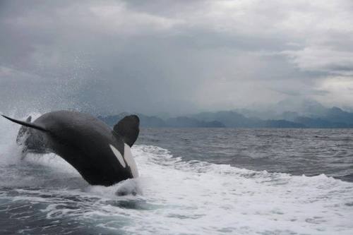 suckfarts:blackfishsound:Photos by Marisol Jenkins of an orca riding in a boat’s wake off of Baja Ca