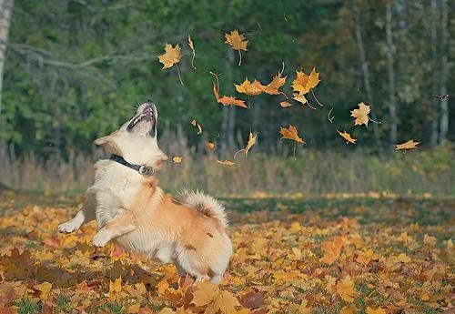 thecutestofthecute:  In honor of Autumn coming soon, here are some happy dogs that