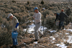 mypubliclands:  A Brighter Future for Sage Grouse Thanks to Boy Scout Eagle ProjectRunning into a wire fence is no fun for anyone, but it can be deadly for a sage grouse in flight. Sage grouse are especially vulnerable to collisions with wire fencing