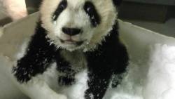 giantpandaphotos:  Twins Mei Huan and Mei Lun play in the snow at Zoo Atlanta in Georgia, US. © Zoo Atlanta.