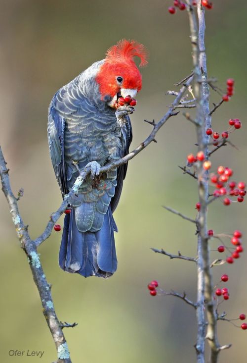 Porn fairy-wren:  Gang Gang Cockatoo. Photo by photos