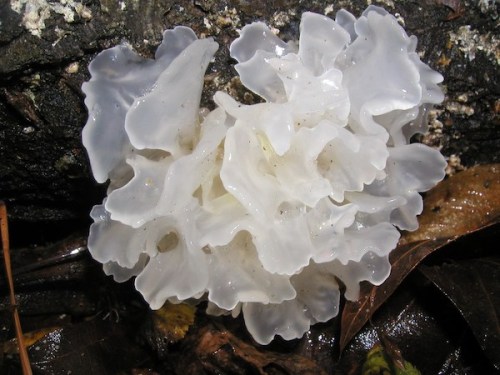 destroysoil: tremella fuciformis is commonly called snow fungus or snow ear and is often found growi