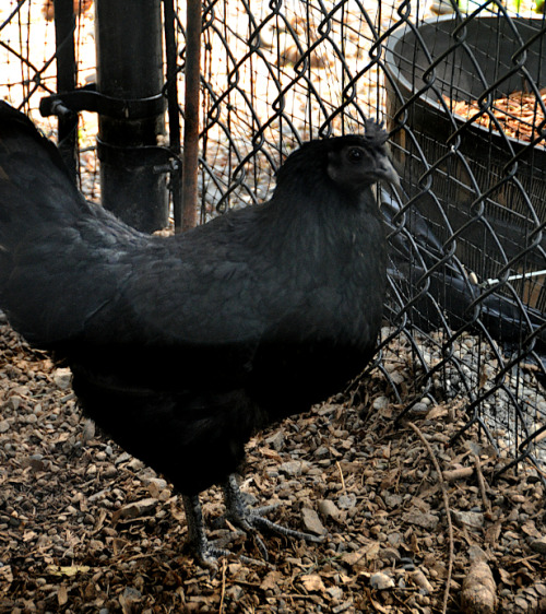 Trying to get a shot of the face of my Ayam Cemani hen, Nevar. Nope.Not happening. Lighting isn’t ri