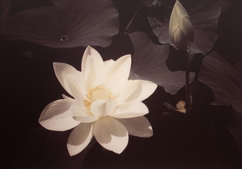 dame-de-pique: Edward Steichen - White Lotus, c.1940 also