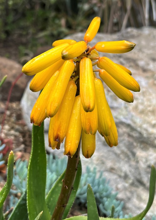 Aloe commixtaThis small aloe with a sprawling growth habit comes from Cape Peninsula (the top of the