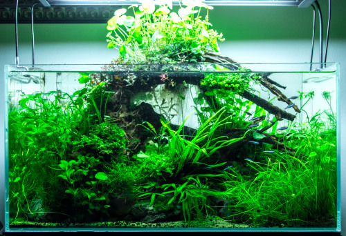 fuck-yeah-aquascaping: My Fabulous Decay (54l), at 8-9 months, brutally overgrown and unde
