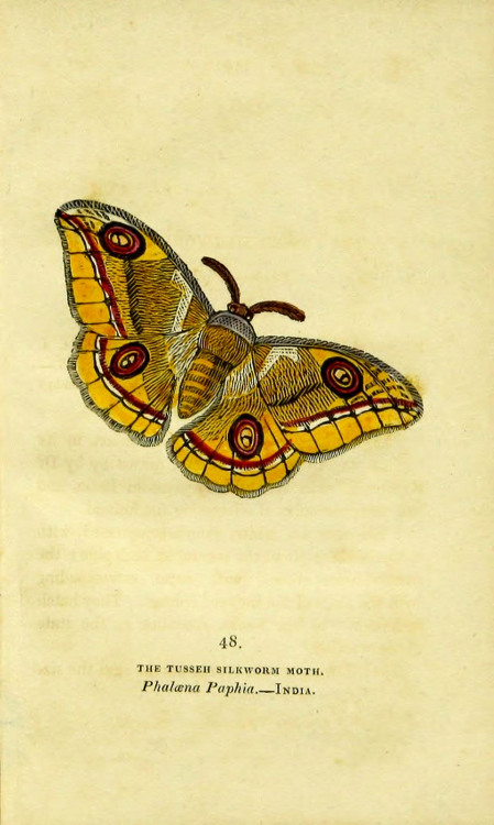 wapiti3:   	The book of butterflies, sphinges, and moths;  By Brown, Thomas, 1785-1862 Via Flickr: 	Publication info London,Whittaker & Co.; [etc.,etc.]1834.  Contributing Library: Cornell University Library  BioDiv. Library   