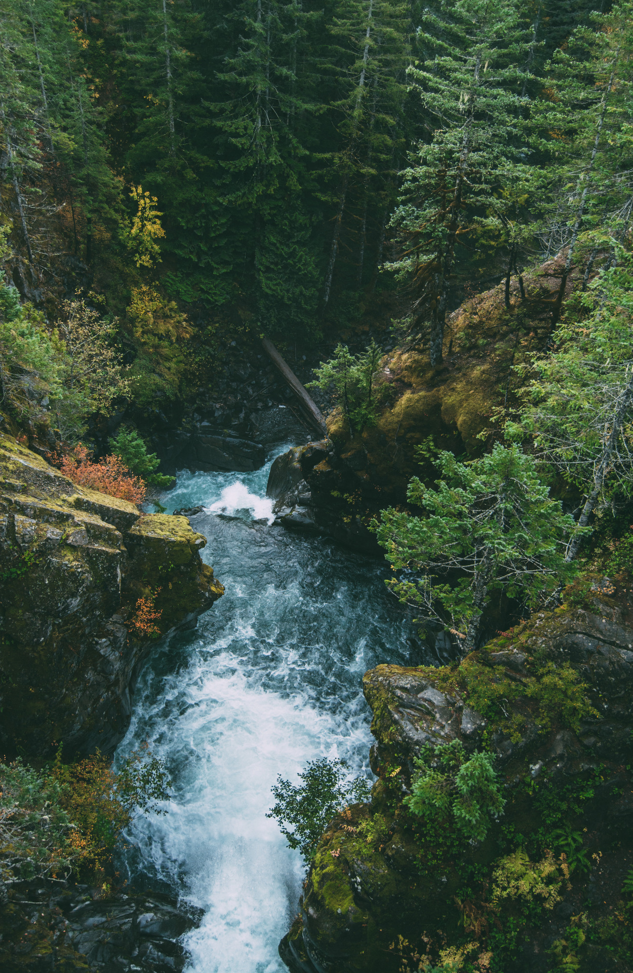 millivedder:  Olympic National ParkPrints  My backyard ❤️❤️