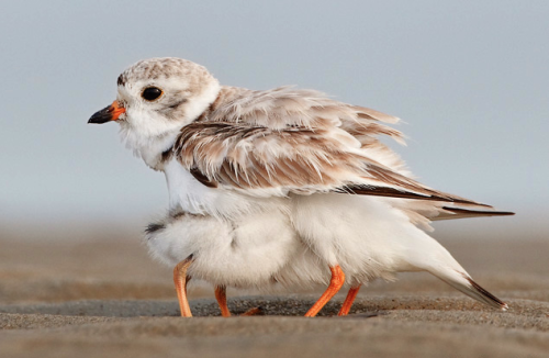 nubbsgalore - a mother piping plover on massachusetts’s plum...