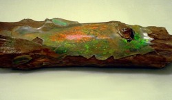 quartz-dragon:  14,000 year old wood that turned in to opal. 