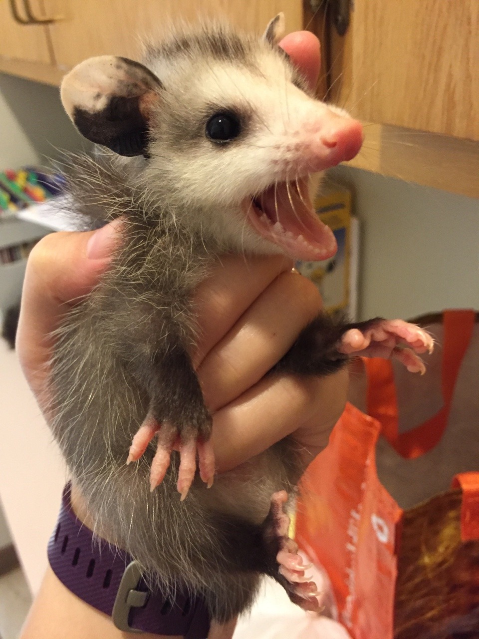 dejamoomoo:  ✨Pissy opossum morning ✨ 