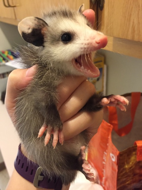 dejamoomoo:  ✨Pissy opossum morning ✨ porn pictures