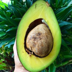 rawvana:  😍Double tap if you LIKE Avocados!