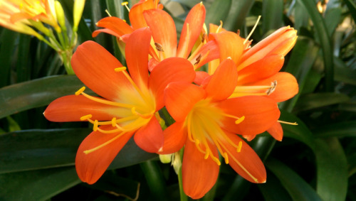 regnum-plantae:Clivia miniata, Amaryllidaceae When it comes to bulbous plants, South Africa is one