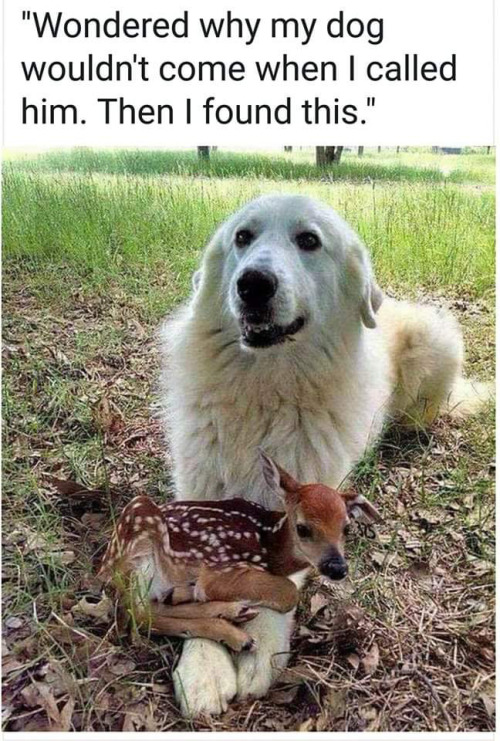 celtic-pyro:  theflashisgone: This looks like a great Pyrenees, a breed of livestock guardian dog, so he’s literally doing what he was bred for by protecting a baby ruminant. Finally seeing a dog experience the “I can’t get up because my pet is