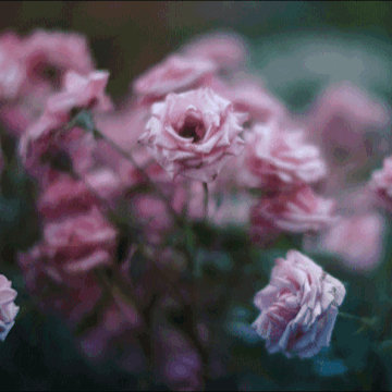 She Was Very Dainty, A Fairy-like Little Thing. D.H. Lawrence,~ Archive Moodboard For @annpng *: ~