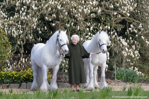 theroyalweekly: Ahead of The Queen’s 96th Birthday tomorrow, @windsorhorse have released 