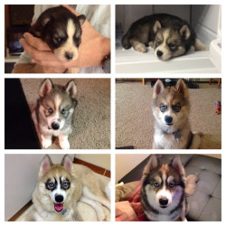 husky-addict:We met Stark when he was two