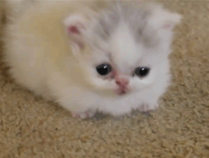 Kitten Gif on Tumblr