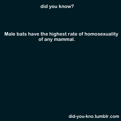 amatilhadelobos:  Male bats have the highest rate of any mammal. I’ll be your batman