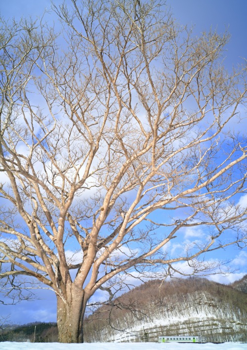 春を蒔き 去る列車朝のでは、何となく不完全燃焼なので、午後の便でもう一度。春先によくあるいい青空と一緒に撮影できました。この河川敷の木々に葉がつく頃というか、もう数日後にはここを去ることになる車両。拡