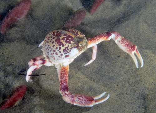 Porn astronomy-to-zoology:  Purple Globe Crab photos