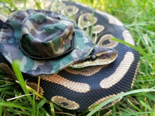 snekjunkie - Can’t see me. Such camo. Much hide.