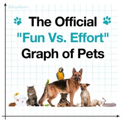 sigsauer-ist:  collegehumor:  The Official “Fun vs. Effort” Graph of Pets  but look how accurate this is 