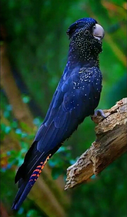 oceaniatropics:Red-tailed Black Cockatoo, Walpole, Western Australia