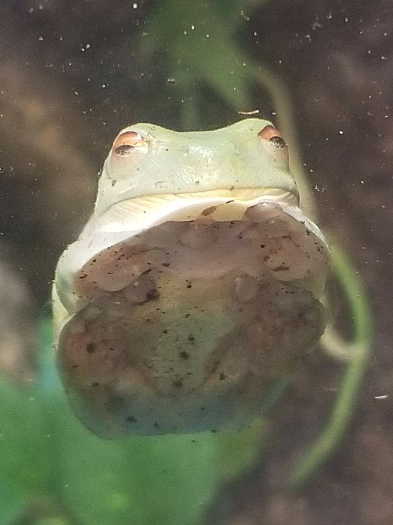 dailyfrogs:   I saw some great frogs at the porn pictures