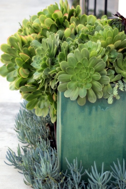 serendipitouswanderings: (via Pin by Cheryl Haseman on | succulents | | Pinterest)