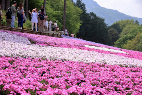 Full-blooming phlox 2015 | Hitsujiyama-park, Chichibu city,Saitama by gk.jp on Flickr.