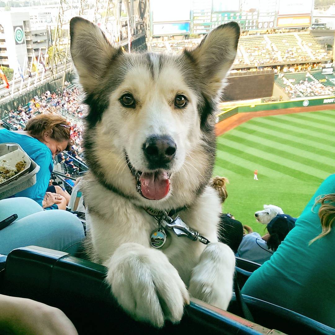 sunalwaysshining:  sumnawww:  awwww-cute:  Got to take my Husky/Malamute mix to a