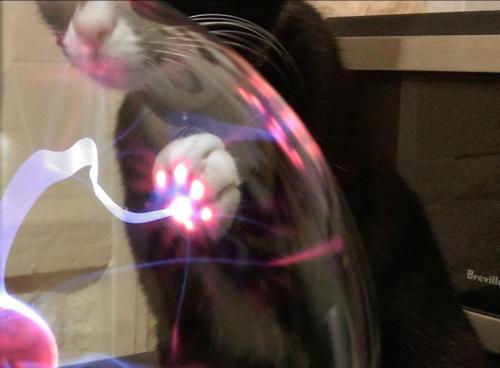 angelrose27: sixpenceee: This is what happens when a cat touches a plasma ball.      