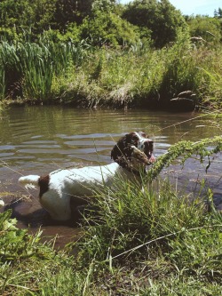 danielodowd:  Walkies with Charlie