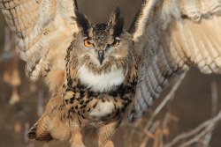 owlsday:  Eurasian Eagle Owl 