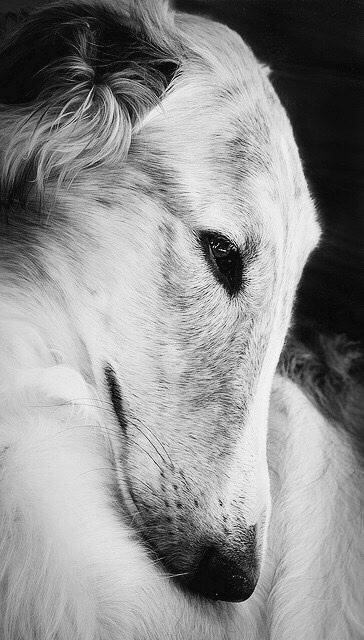 fiftyshadesofgreyhounds:  Silken Windhound