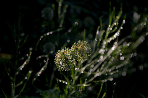 Allium seed heads, raindrops, morning sun.