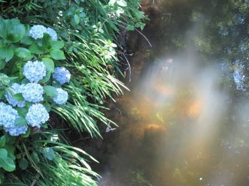 lavenderlaces:Sunlight hitting the stream like a magical fairy portal