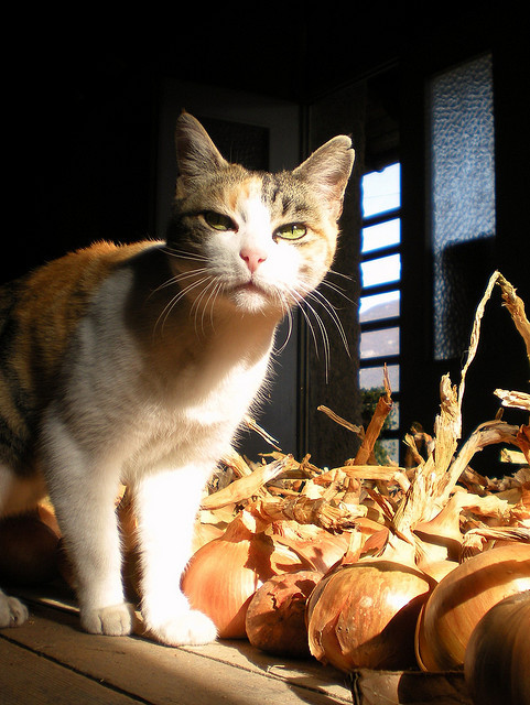 Guardian of the Onions (by lerri)