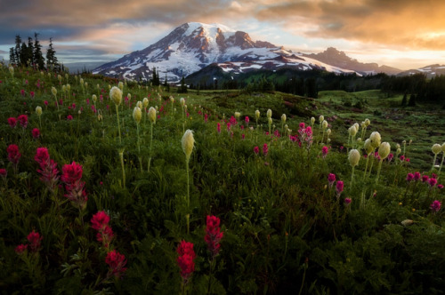 te5seract:Tatoosh Wildflowers, Mountain Splendor & Shoulders byDoug Shearer