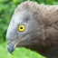 bird-of-paradox