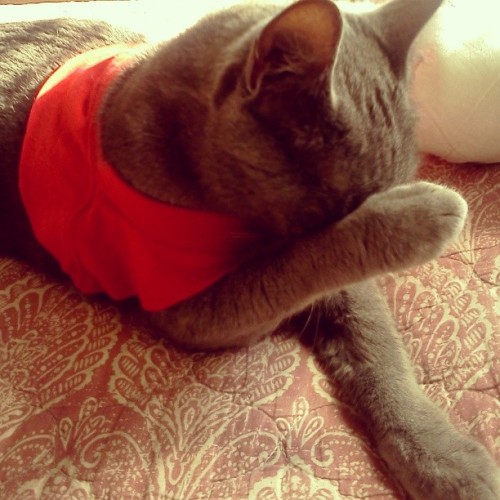 Cat crop-top of shame. #highfashion #highmantience #catclothes #catswhosmokeweed #prettypussy #cropt