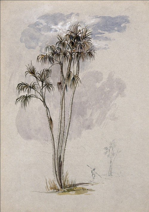 The prickly ita palm (Mauritia armata) with a man and smaller palm in the distance. Coloured pencil 