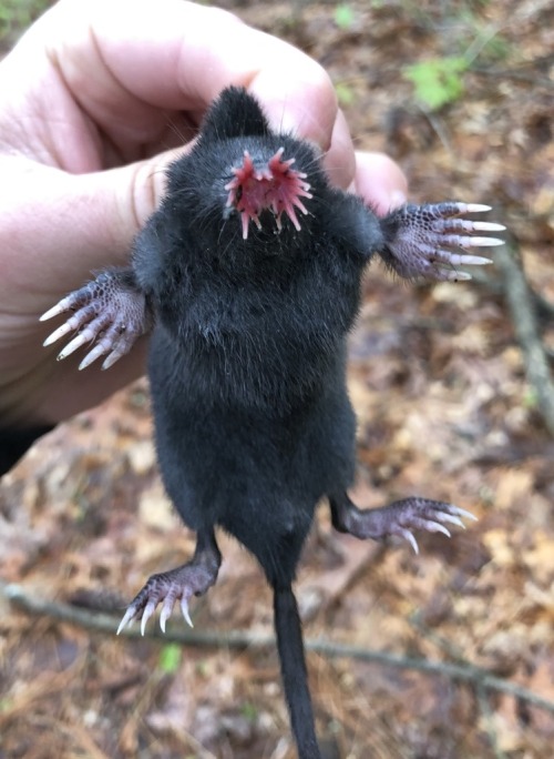 You Absolute Cowards Your Forgetting About The Best Mole Of Them All.
