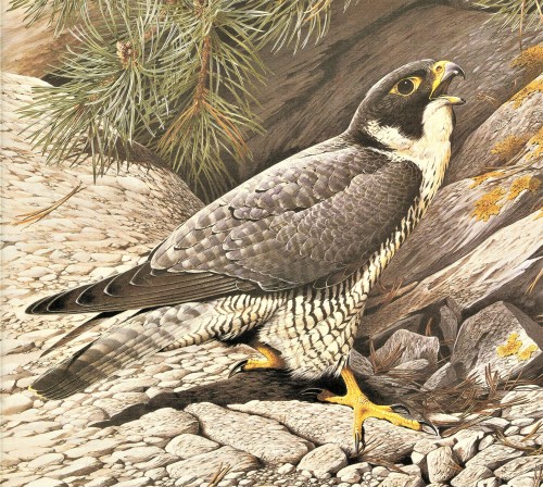 A Peregrine FeathursdayThe Peregrine Falcon (Falco peregrinus) has made a remarkable comeback h